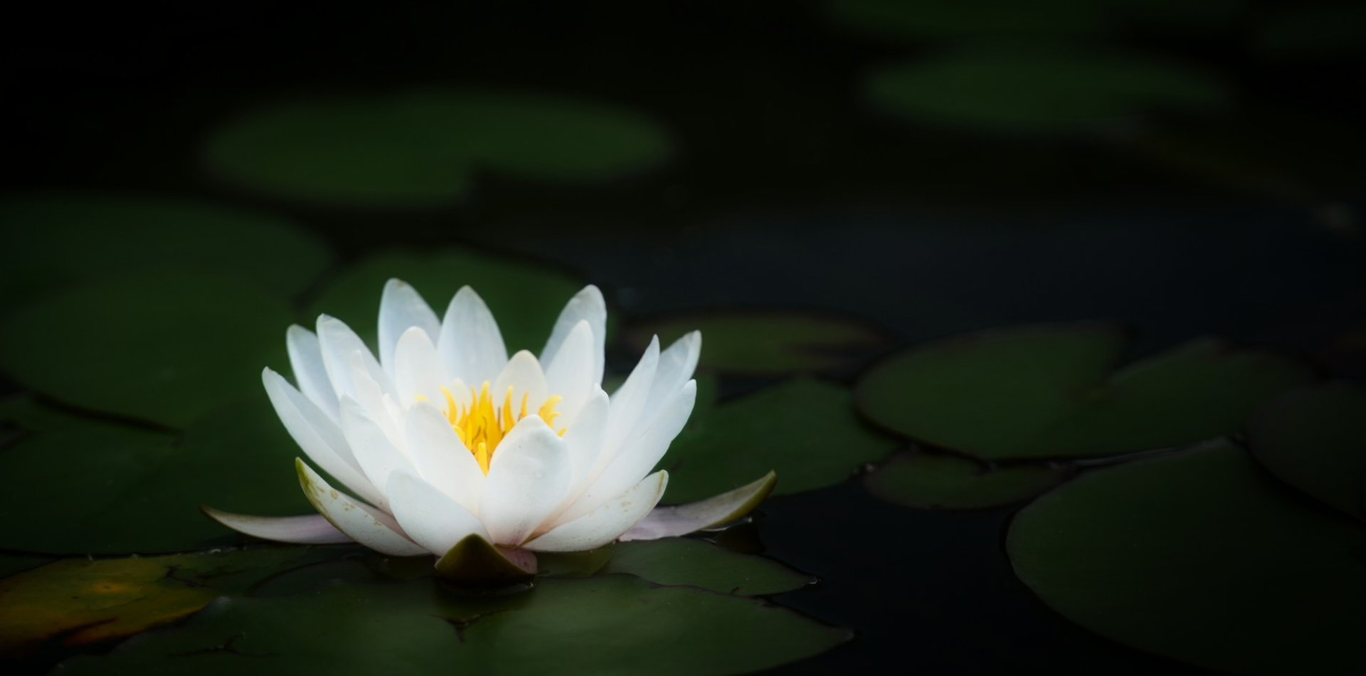 Water Lily